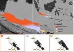 black winged myna differences