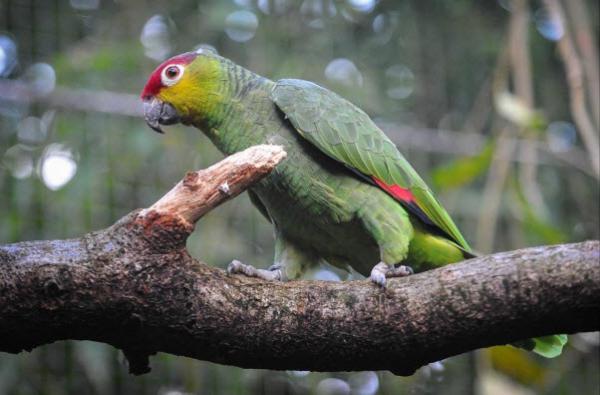 Ecuadorian Amazon Parrot edit