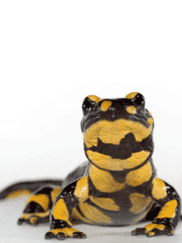  Fire salamander