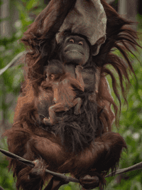 Orangutan