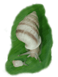 Polynesian tree snails