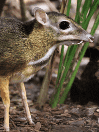 Lesser chevrotain