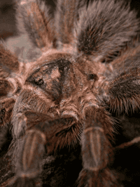 Montserrat tarantula