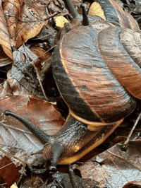 Giant magnolia snail