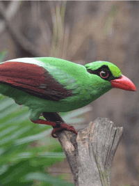 Javan green magpie