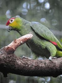 Ecuadorian Amazon parrot