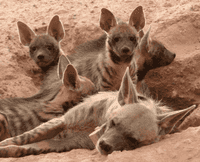 Striped hyena