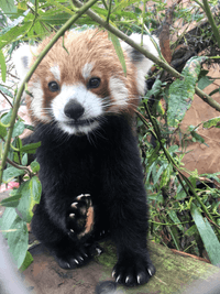 Red panda (V2)