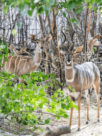 Lesser kudu