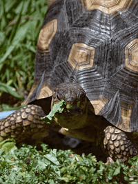 Ploughshare tortoise