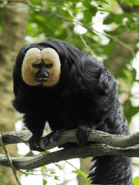 White-faced saki monkey