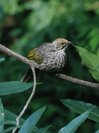 Straw-headed bulbul