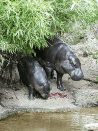 Pygmy hippopotamus