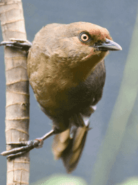 Rufous-fronted laughingthrush