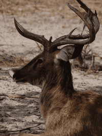 Burmese brow antlered deer 