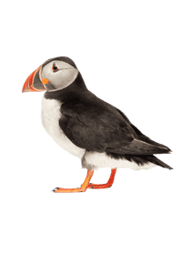 Atlantic puffin