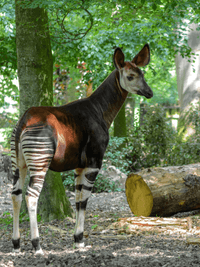 Okapi