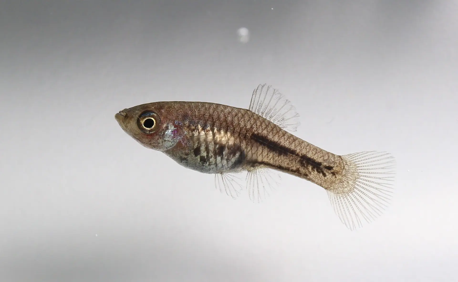Poeciliids