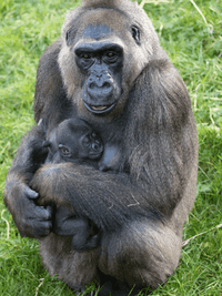 Western lowland gorilla (V3)