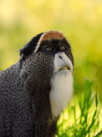 De Brazza monkey