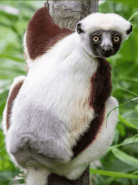 Crowned and Coquerel's sifakas