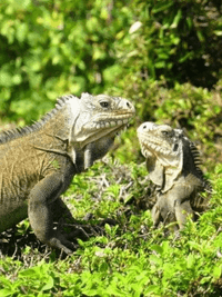 Lesser Antillean iguana