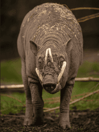 Babirusa