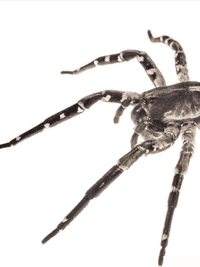 Desertas wolf spiders