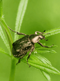 Noble chafer