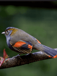 Mount Omei liocichla