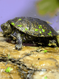 European pond turtle