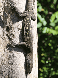 Crocodile monitor