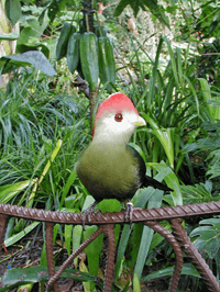 Red-crested turaco