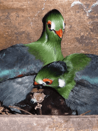 Turacos