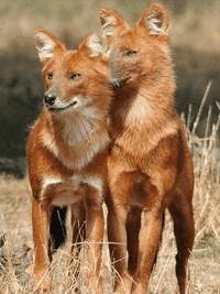 Dhole