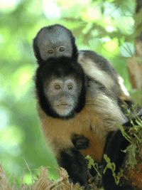 Capuchin monkeys