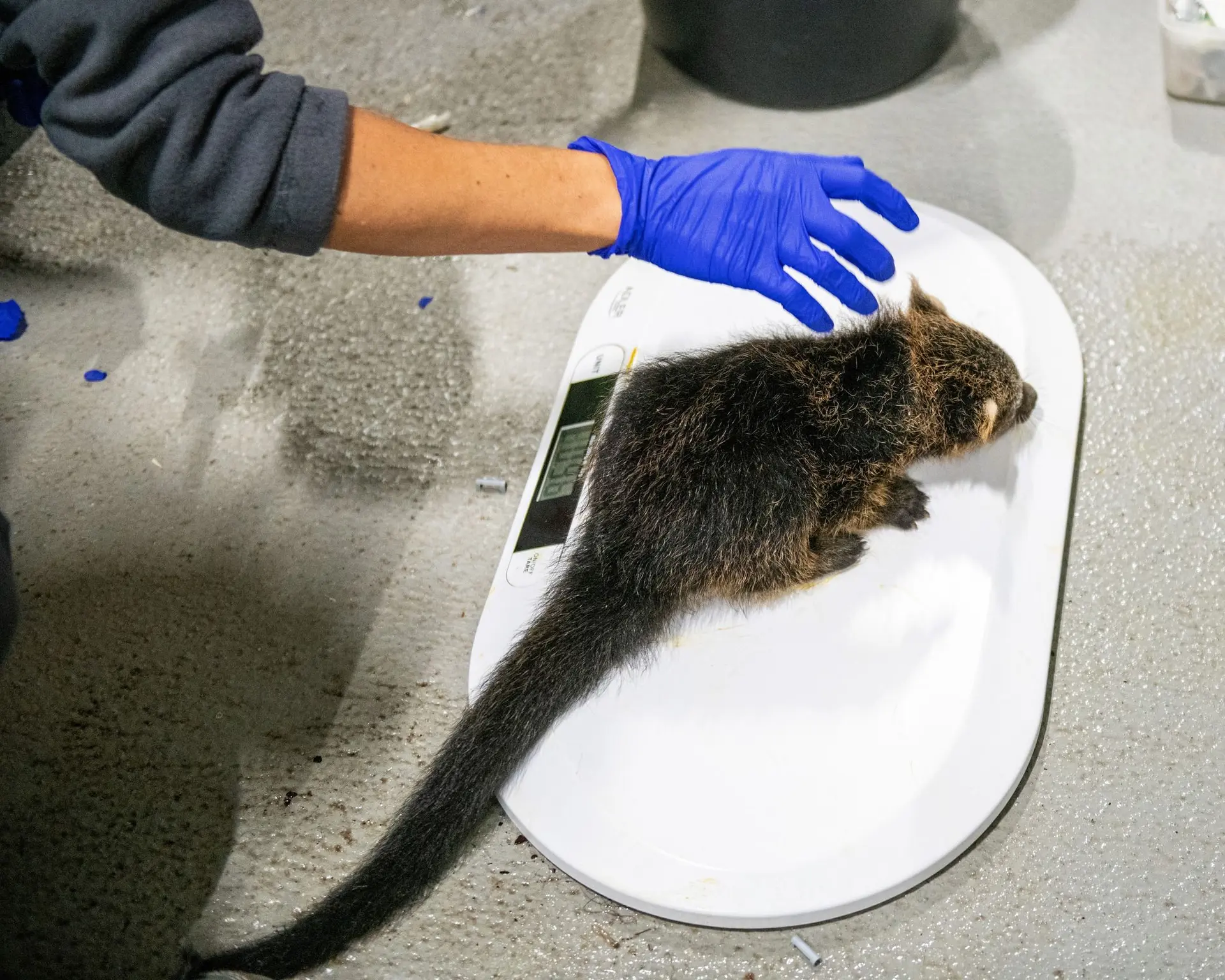 Animal health