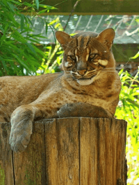 Asiatic golden cat