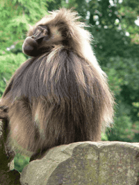 Gelada baboon 