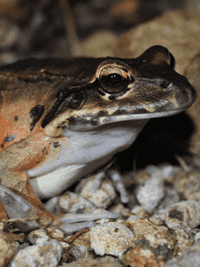 Mountain chicken frog