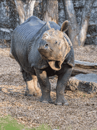 Greater one-horned rhinoceros