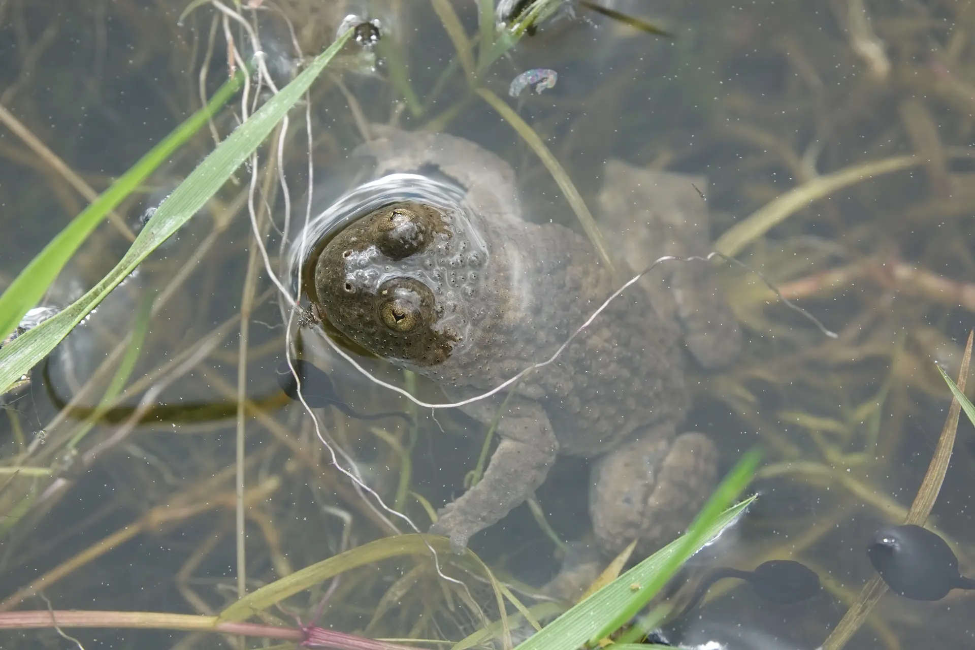 Amphibian conservation in quarry "Leferenz"