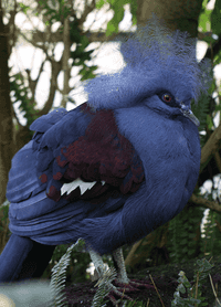 EAZA Western Crowned-Pigeon Education and Awareness Guidelines