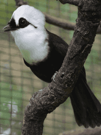 Sumatran laughingthrush