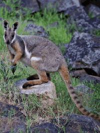 Yellow-footed rock wallaby