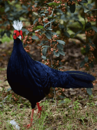 Vietnam pheasant 